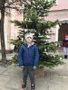 Ubieranie choinek na Rynku w Rydzynie